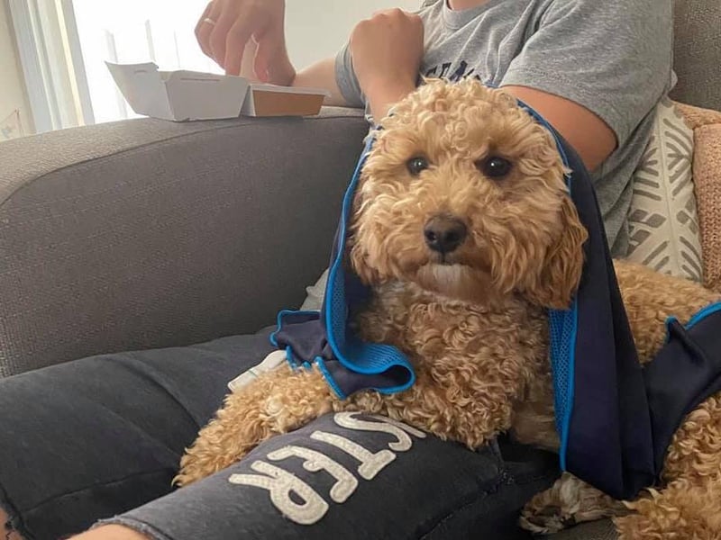 A cooling towel has worked well for Benji here. Photo: Abbie Eaton