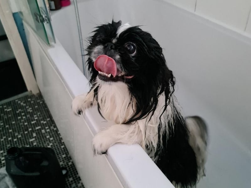 A simple cool bath can be just as effective if you don't have a mini paddling pool. Photo: Tracey Ford