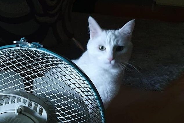 Another fan of the fan! Photo: Maddison Dickens