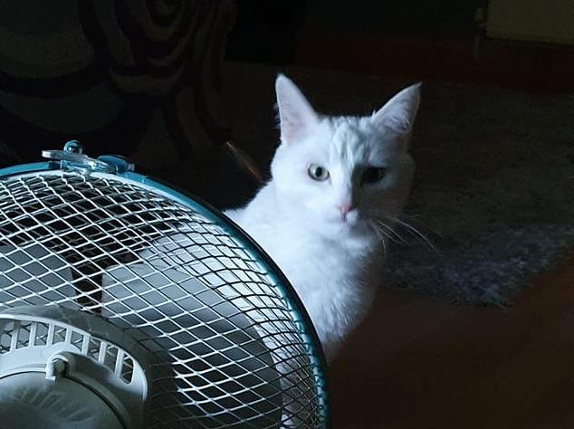 Another fan of the fan! Photo: Maddison Dickens