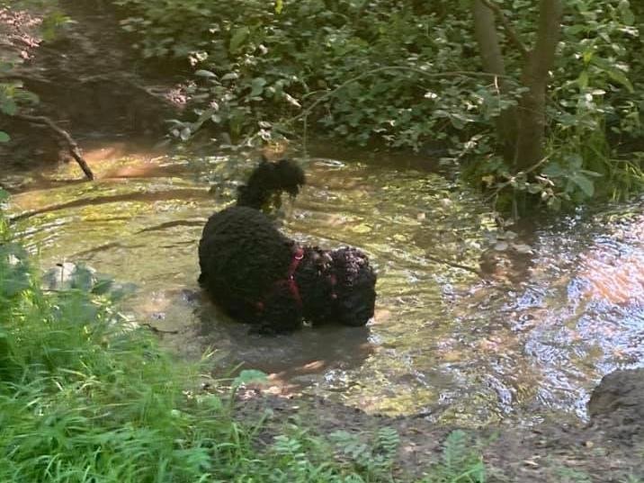 Having a dip in the river. Photo: Carrie Desmond