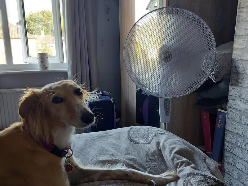 Clearly a fan of the fan! Photo: Kelly Mckerral