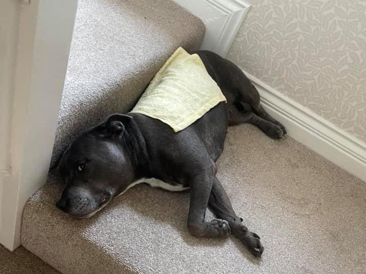 A damp flannel in the freezer for 10 minutes works wonders - look at that side-eye! Photo: Shona Flynn