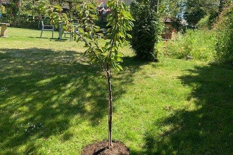 Staff at Kingsland House planted a new fruit tree in the garden to celebrate World Environment Day on June 5. They had a great time with residents, learning about different ways to help the environment and making pledges like using less plastic, recycling more and litter picking in the area.