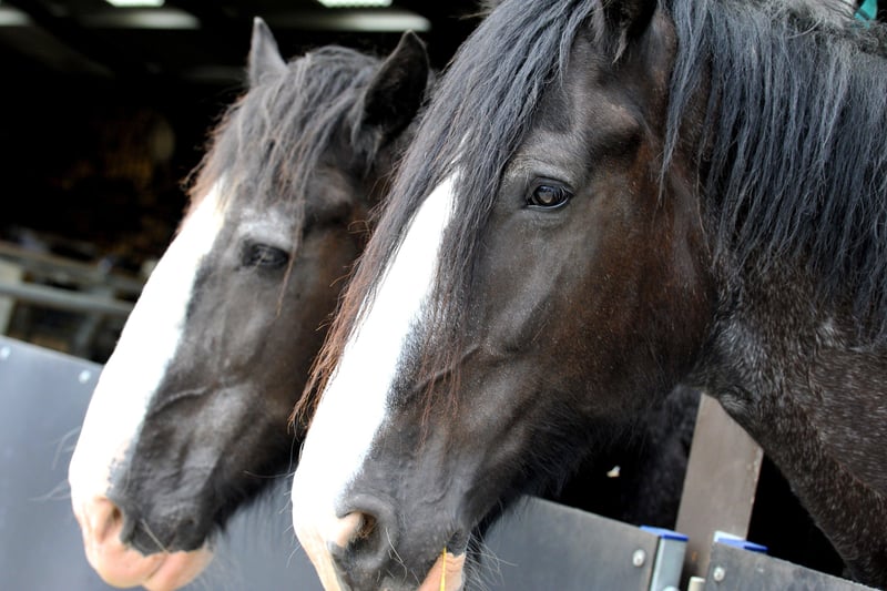 Shire horses Duke and Spartacus  are among visitors' favourites