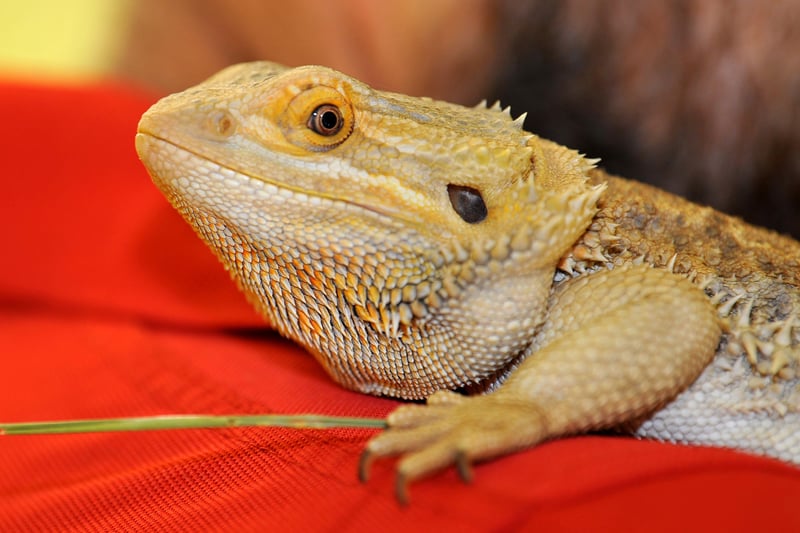 Bearded dragons are among the farm's smallest residents