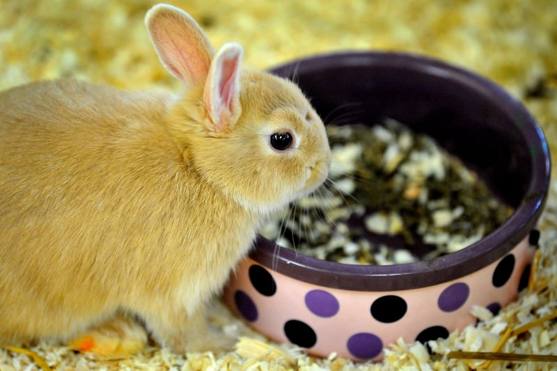 Fishers Farm Park is home to the world's smallest breed of rabbits