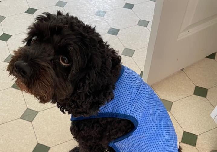 Jo Lawrence's dog wearing his cool jacket