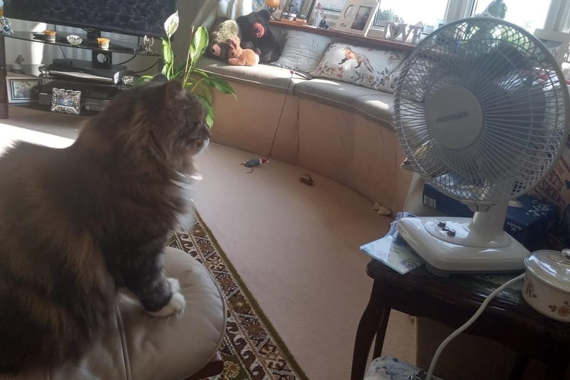 "Mickey sitting by the fan and loving it!" said Margaret Trowell. SUS-210722-121652001