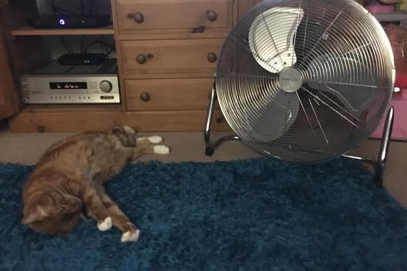 "Although it’s turned off now because it’s a little cooler in the living room now but she’s been laying in front of the fan all day," said Hollie Louise Catt. SUS-210722-121751001