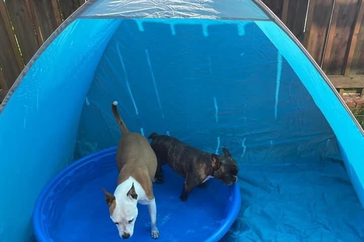 "Skye and Millie enjoying themselves in their tent and pool," said Demi-Louise Lourenco. SUS-210722-122437001