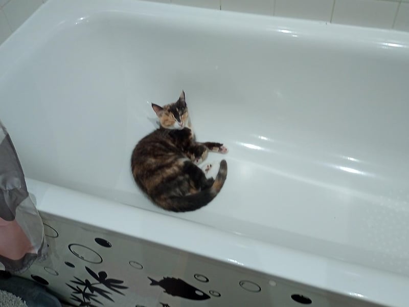 Bethany Klix's cat