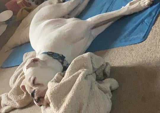 Emma Fairbrother's dog