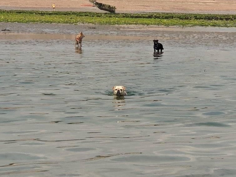 Gemma Finch shared this snap of her pups