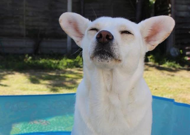 Katy Bryant shared this snap of her dog