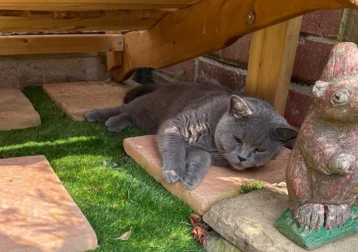 Linda Thornton sent in this picture of her cat