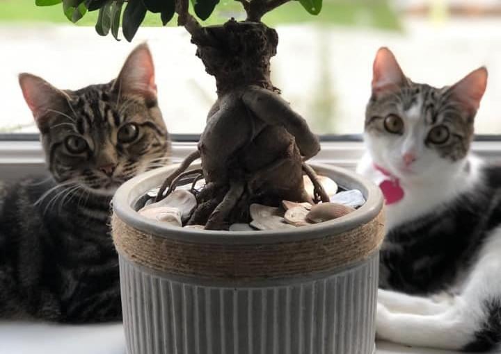 Matt Goldsmith's cats cooling off