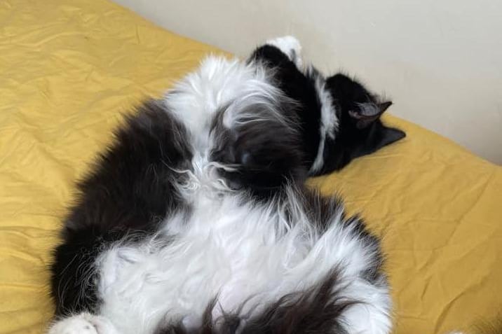 Rosa Chanelle's cat having a lie down