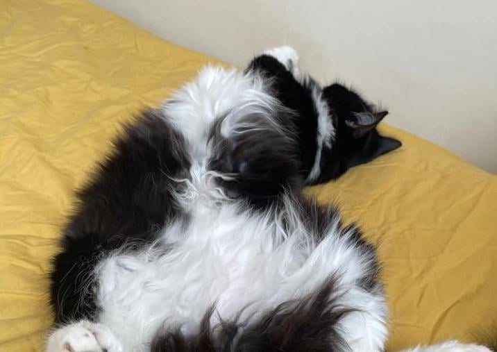 Rosa Chanelle's cat having a lie down