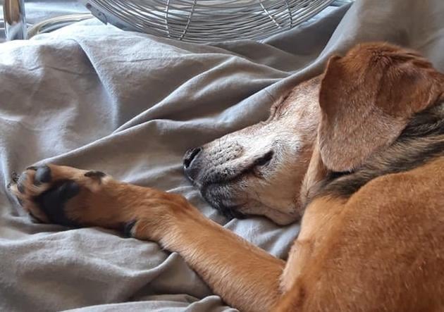 Tracy Chamerlain Barton's pooch