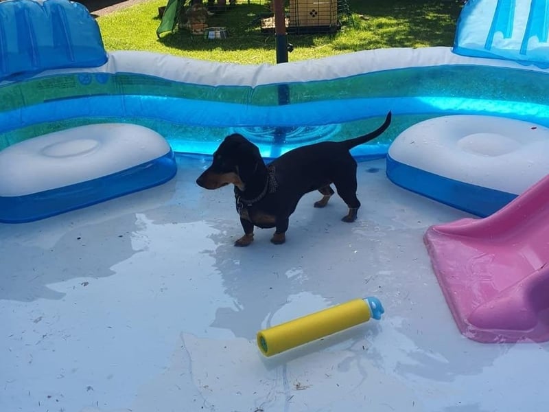 Sam Kay's four legged friend