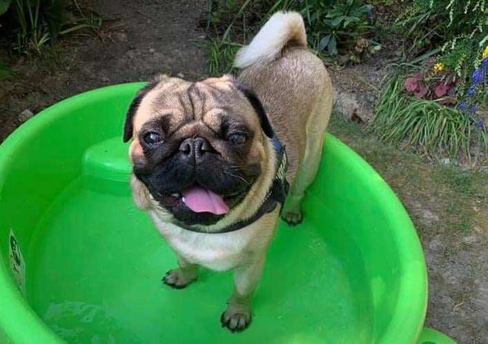 Sharon Sargent's dog