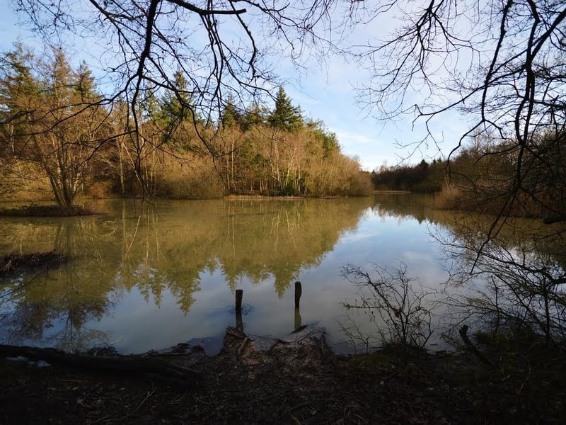 Abbots Wood - get lost in the forest and go exploring or den building. There are picnic areas and a large swing too. Pic by Jill Barsley