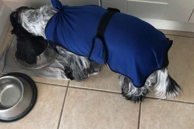 Tina Colbran's dog Freddy wearing his cooling jacket