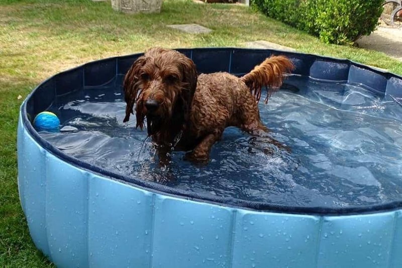 Alison Cooper's dog Mollie enjoying her doggy pool