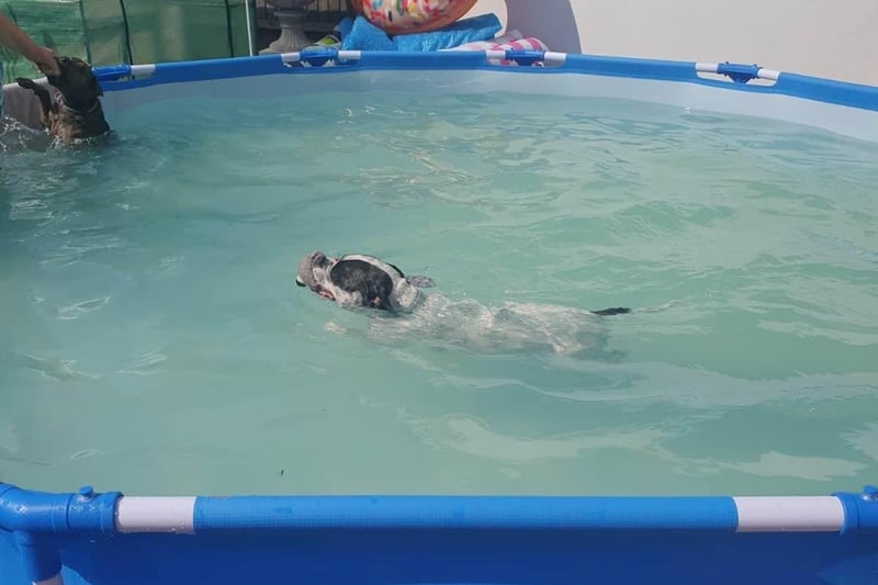 Amanda McNair's dogs went for a swim to cool down