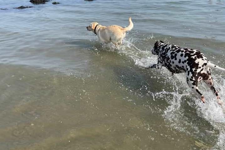 Christine Bidwell's dogs cooled down with a swim in the sea
