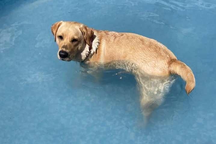 Louisa Shearer's dog cooling down in the pool