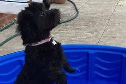 Brad Ainsworth's pup in its pool