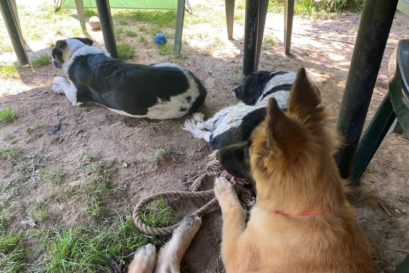 Cathy Beresford's dogs found a nice, shady spot under the garden table