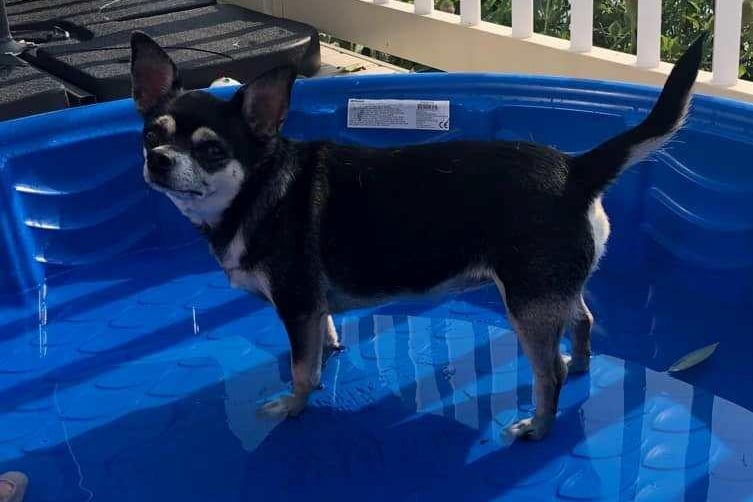 Rose Hodson's dog in its pool