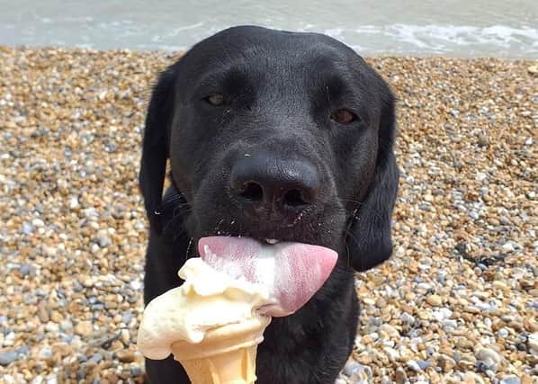 Sacha Darton's dog enjoying an ice cream on the beach