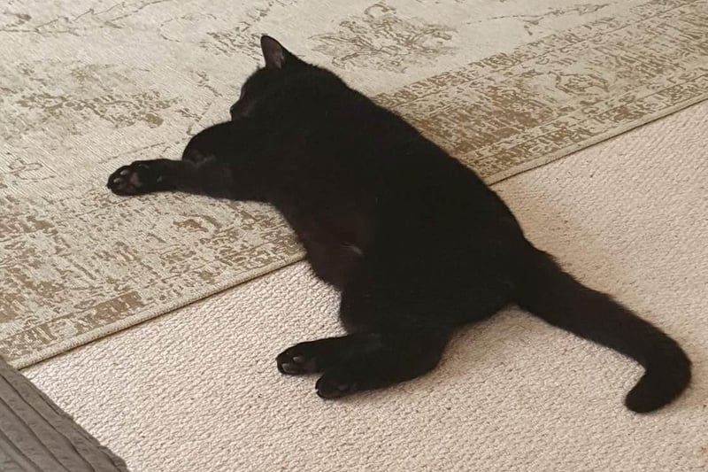 Scarlett Silvester's cat stretched out