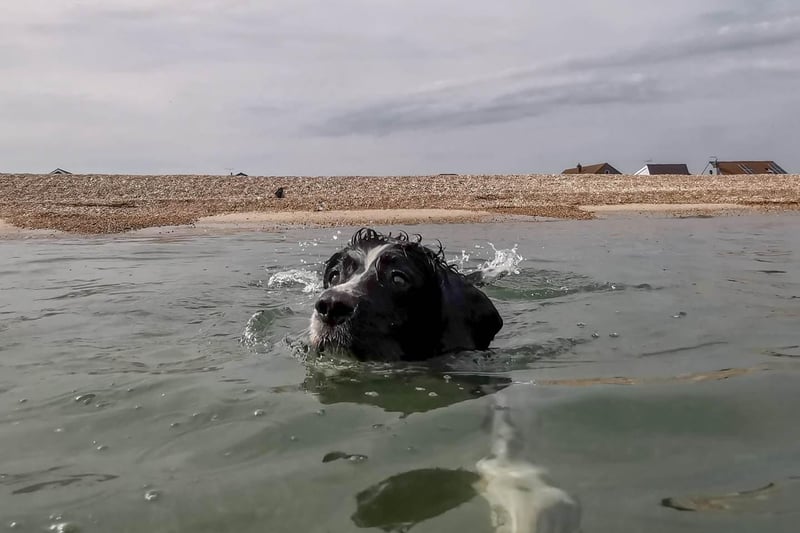 Chris Harmer's dog Freddy enjoying a swim