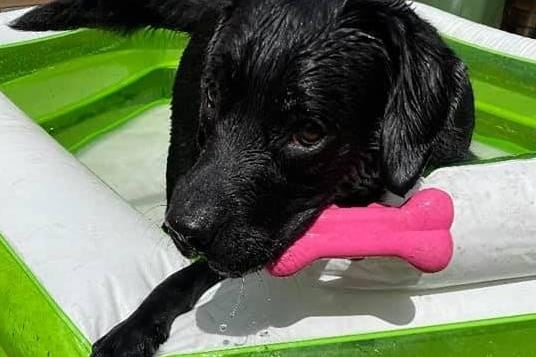 Di Marie Eccles's dog staying cool