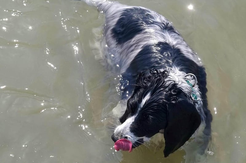Carole Anne Tingley's dog cooling off in the sea