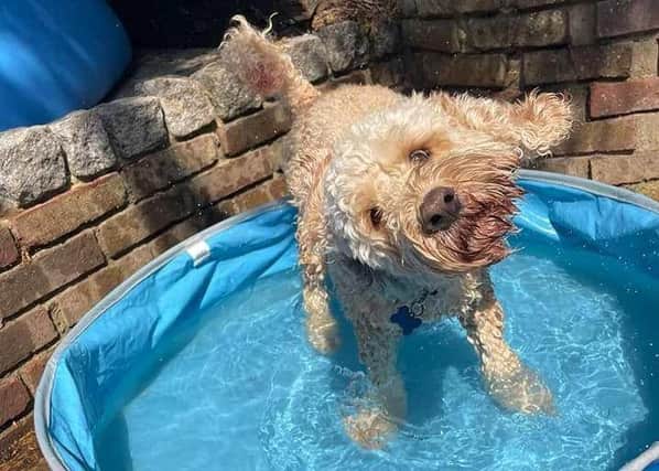 Mark Bridle's dog keeping coolin their pool