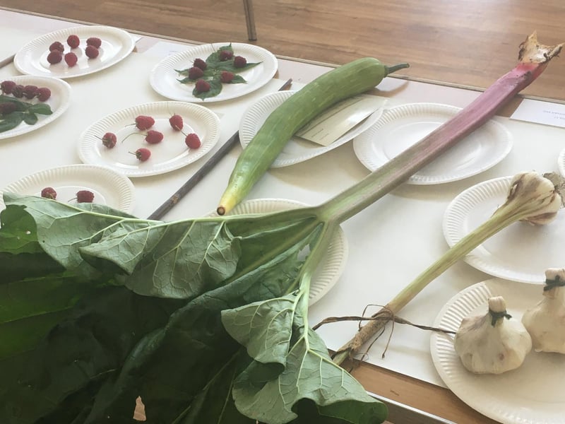 A giant piece of rhubarb grown by Jim Bound.