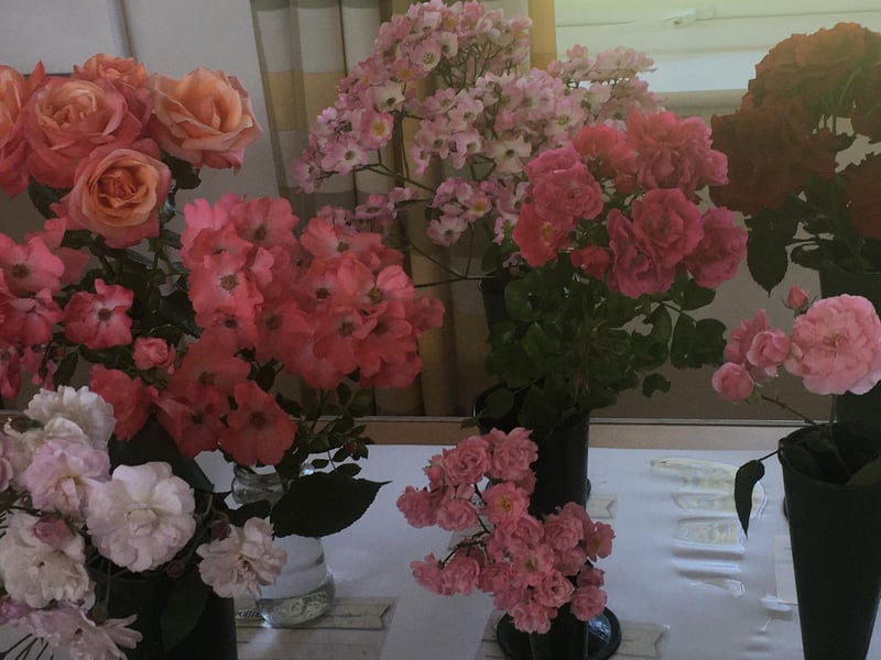 A selection of roses waiting to be judged.