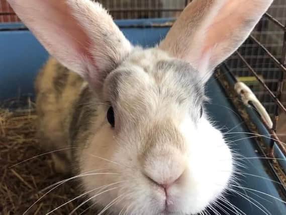Beautiful Matilda joined us from a vet practice; an unclaimed stray, sadly no chip. This lovely girl requires a large home with space to hop, kick and binky with a gentle neutered husband for company