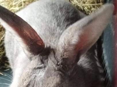 Loki is a large handsome six-year-old confident lad who will need a home with a gentle spayed female wifebun, with plenty of space to hop, kick and explore.