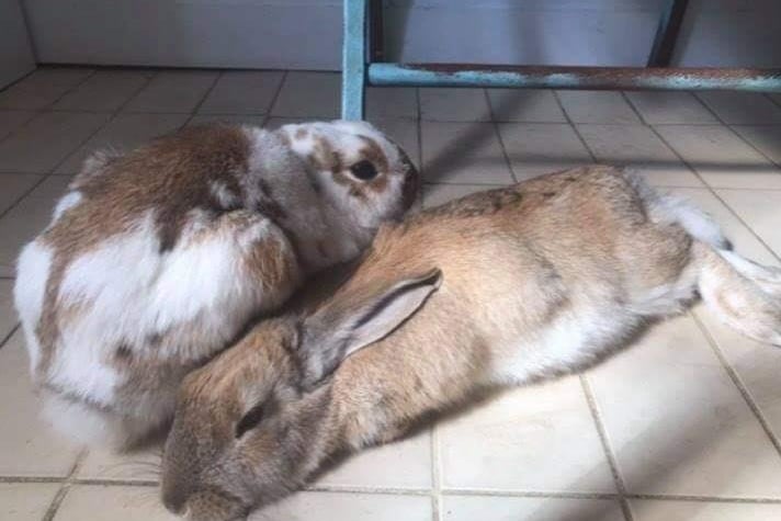 Wilfred and Primrose are beautiful six-month-old buns who need a large forever home together with lots of enrichment to keep them occupied