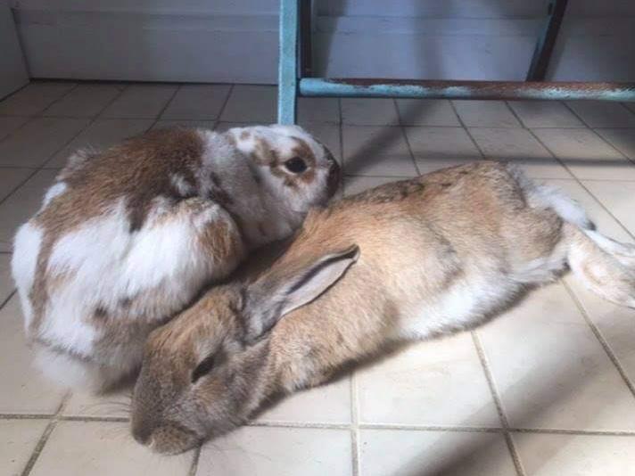 Wilfred and Primrose are beautiful six-month-old buns who need a large forever home together with lots of enrichment to keep them occupied