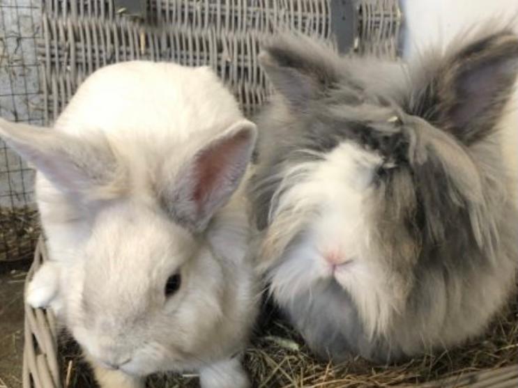 Blue and Simba stunning one year old siblings who would like a large quiet home together, they do not like to be picked up but it you sit quietly in there pen they will come over and say hello.