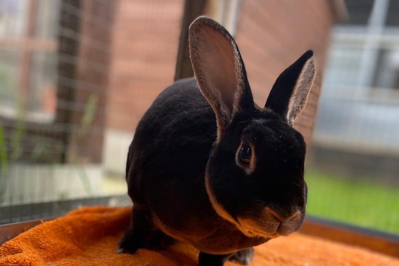 Flapjack and Luna are beautiful three-year-old chocolate mini Rex rabbits handed in because the family could no longer keep them.