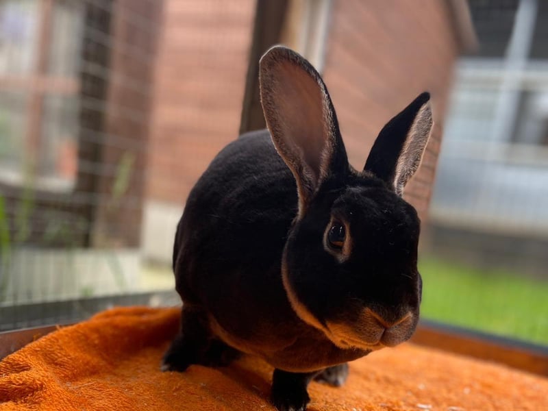 Flapjack and Luna are beautiful three-year-old chocolate mini Rex rabbits handed in because the family could no longer keep them.